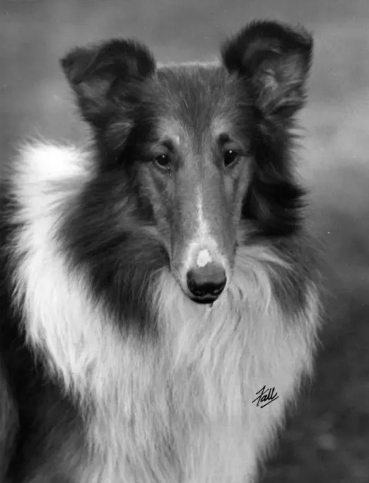 Framed Print : FALL / ROUGH COLLIE / 1933 Framed Print : FALL / ROUGH COLLIE / 1933