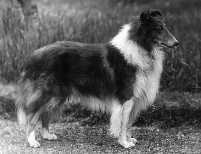 Framed Print : FALL / ROUGH COLLIE / 1936 Framed Print : FALL / ROUGH COLLIE / 1936