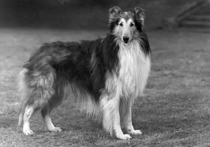 Framed Print : FALL / ROUGH COLLIE / 1951 Framed Print : FALL / ROUGH COLLIE / 1951
