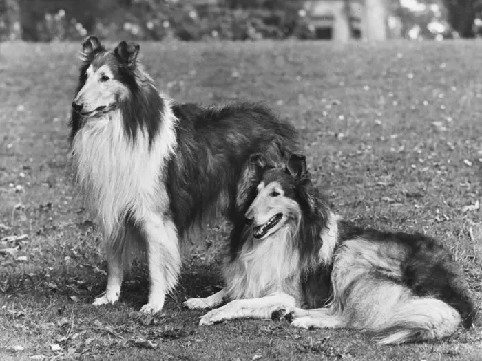 Framed Print : FALL / ROUGH COLLIE / 1953 Framed Print : FALL / ROUGH COLLIE / 1953