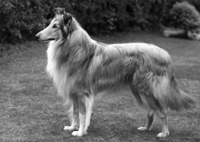 Framed Print : FALL / ROUGH COLLIE / 1962 Framed Print : FALL / ROUGH COLLIE / 1962