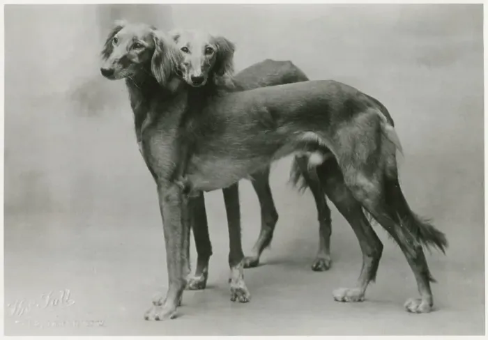 Framed Print : FALL / SALUKI / 1926 Framed Print : FALL / SALUKI / 1926
