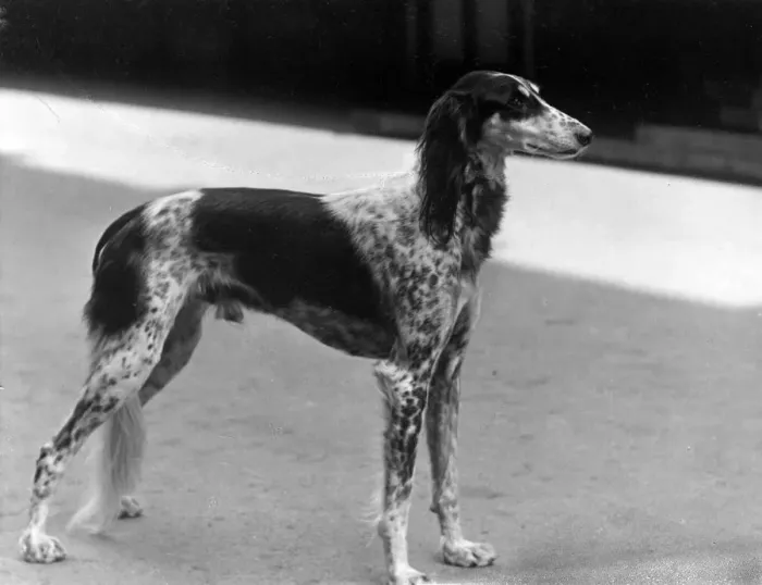 Framed Print : FALL / SALUKI / 1931 Framed Print : FALL / SALUKI / 1931
