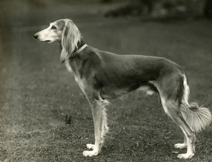 Framed Print : FALL / SALUKI / 1933 Framed Print : FALL / SALUKI / 1933