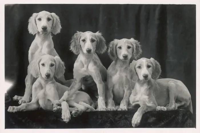 Framed Print : Fall - Saluki - 1934 Framed Print : Fall - Saluki - 1934