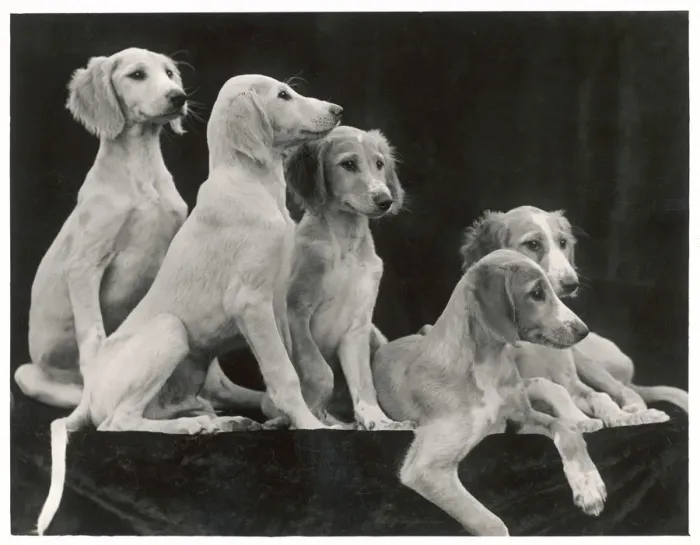 Framed Print : Fall - Saluki - 1934