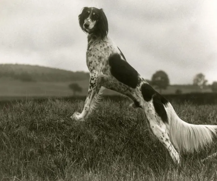 Framed Print : FALL / SALUKI / 1935 Framed Print : FALL / SALUKI / 1935