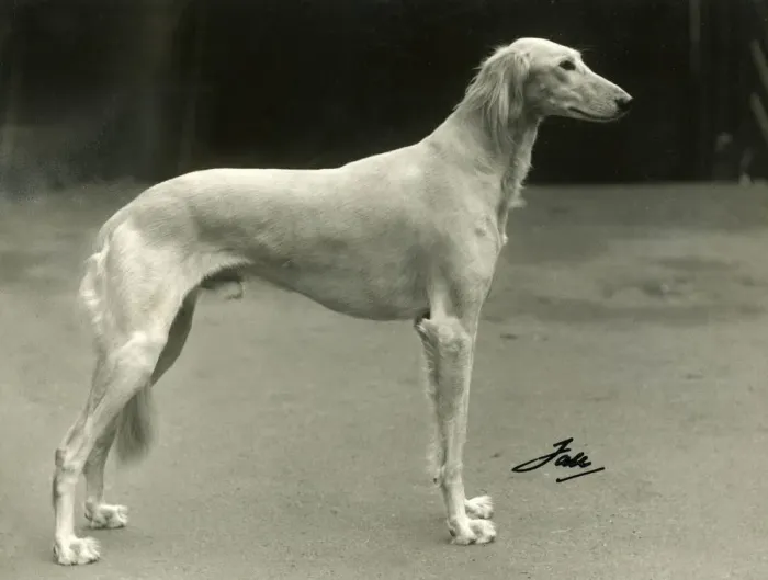 Framed Print : FALL / SALUKI / 1937 Framed Print : FALL / SALUKI / 1937
