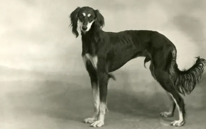 Framed Print : FALL / SALUKI / 1946 Framed Print : FALL / SALUKI / 1946