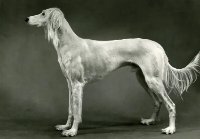 Framed Print : FALL / SALUKI / 1960 Framed Print : FALL / SALUKI / 1960