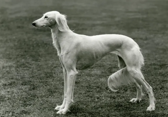 Framed Print : FALL / SALUKI / 1960 Framed Print : FALL / SALUKI / 1960