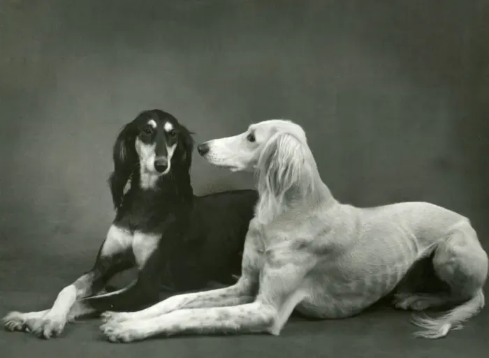 Framed Print : FALL  /  SALUKI  /  1960