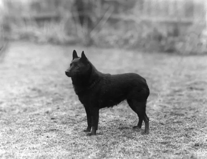 Framed Print : FALL / SCHIPPERKE / 1940 Framed Print : FALL / SCHIPPERKE / 1940