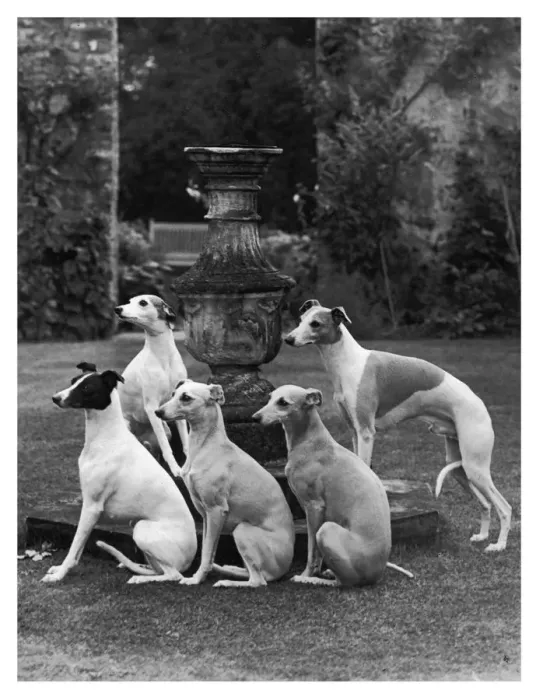 Framed Print : FALL / SEAGIFT WHIPPETS Framed Print : FALL / SEAGIFT WHIPPETS