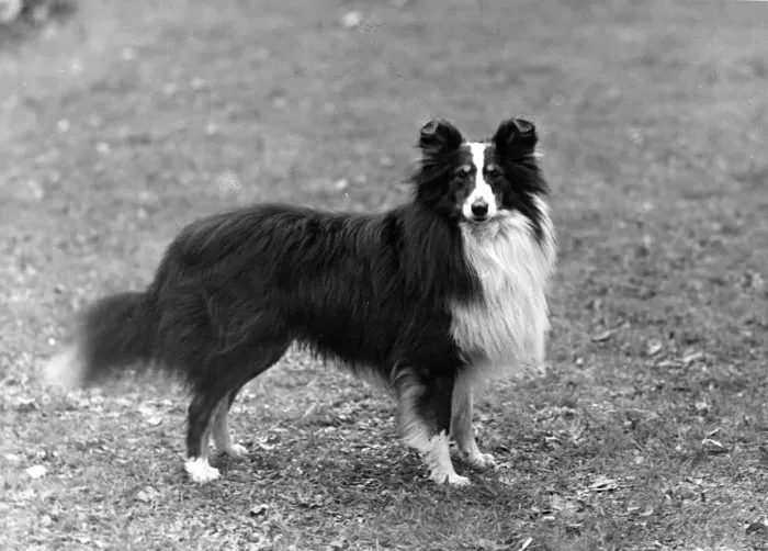 Framed Print : FALL / SHETLANDSHEEPDOG / 50 Framed Print : FALL / SHETLANDSHEEPDOG / 50