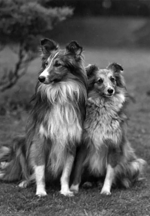 Framed Print : FALL / SHETLANDSHEEPDOG / 51 Framed Print : FALL / SHETLANDSHEEPDOG / 51
