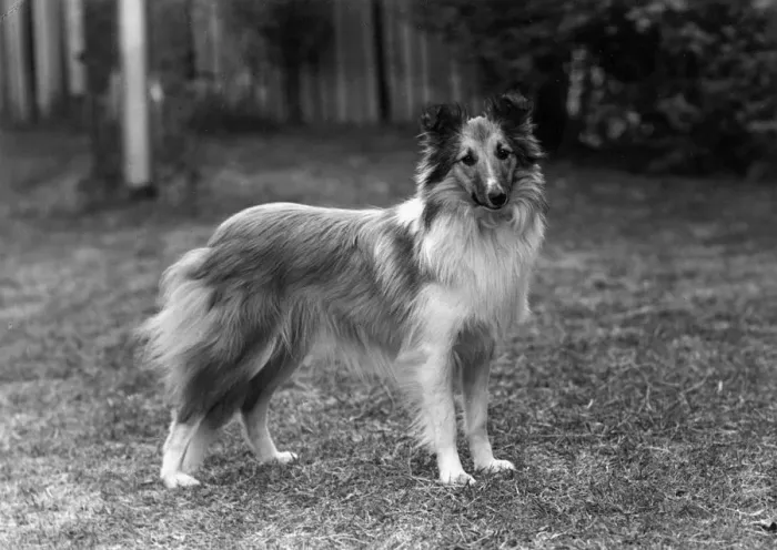 Framed Print : FALL / SHETLANDSHEEPDOG / 52 Framed Print : FALL / SHETLANDSHEEPDOG / 52