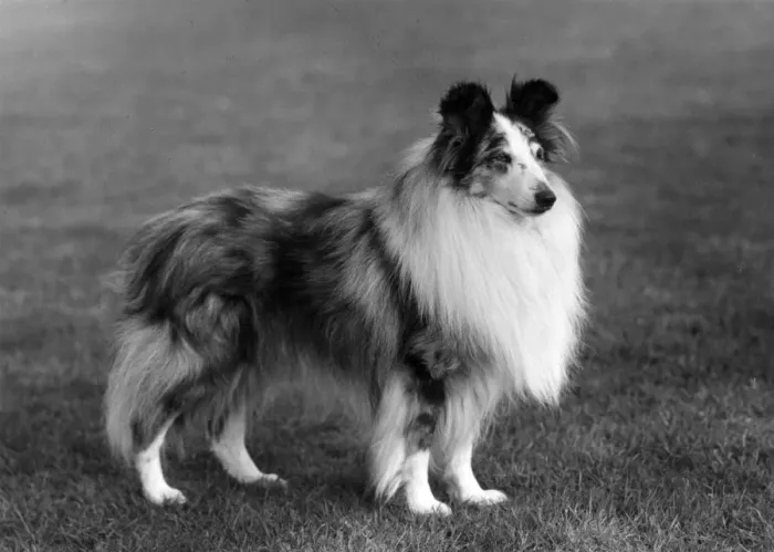 Framed Print : FALL / SHETLANDSHEEPDOG / 62 Framed Print : FALL / SHETLANDSHEEPDOG / 62