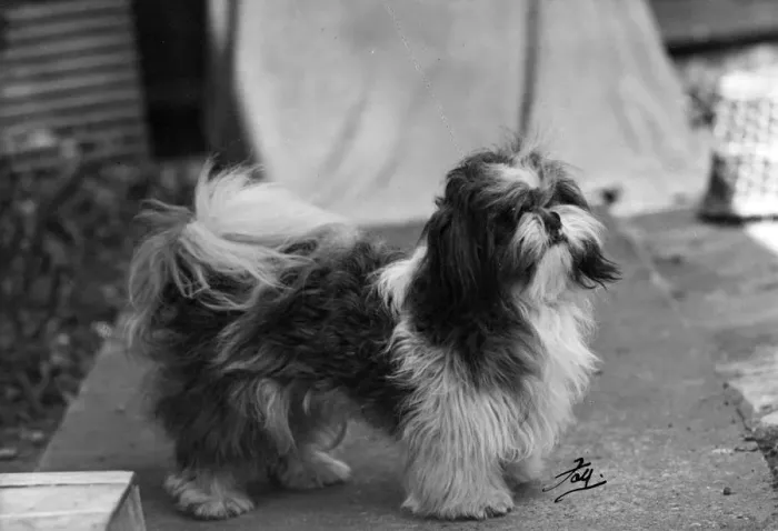Framed Print : FALL / SHIH TZU / 1949 Framed Print : FALL / SHIH TZU / 1949