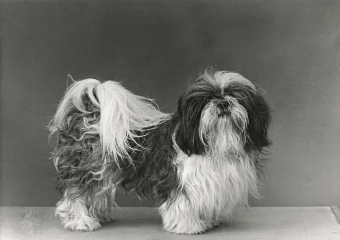 Framed Print : FALL / SHIH TZU / 1954 Framed Print : FALL / SHIH TZU / 1954