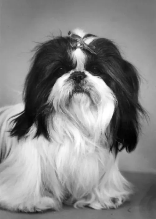 Framed Print : FALL / SHIH TZU / 1959 Framed Print : FALL / SHIH TZU / 1959