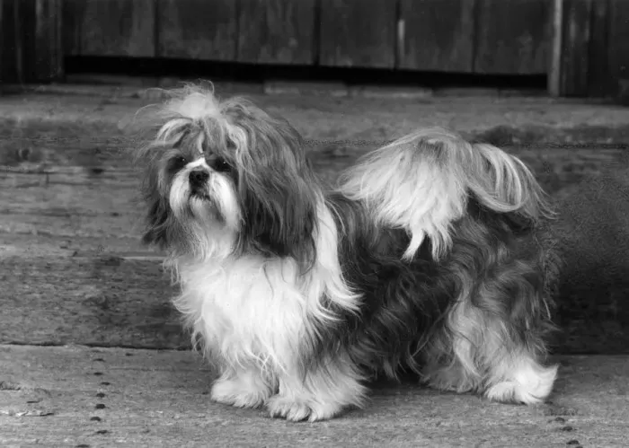 Framed Print : FALL / SHIH TZU / 1962 Framed Print : FALL / SHIH TZU / 1962