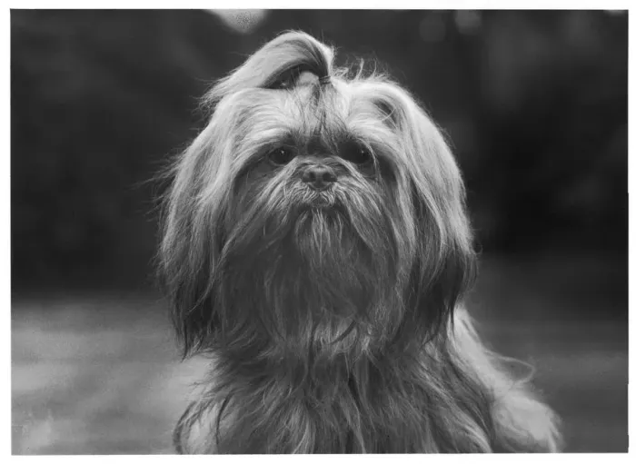 Framed Print : FALL / SHIH TZU / 1962 Framed Print : FALL / SHIH TZU / 1962