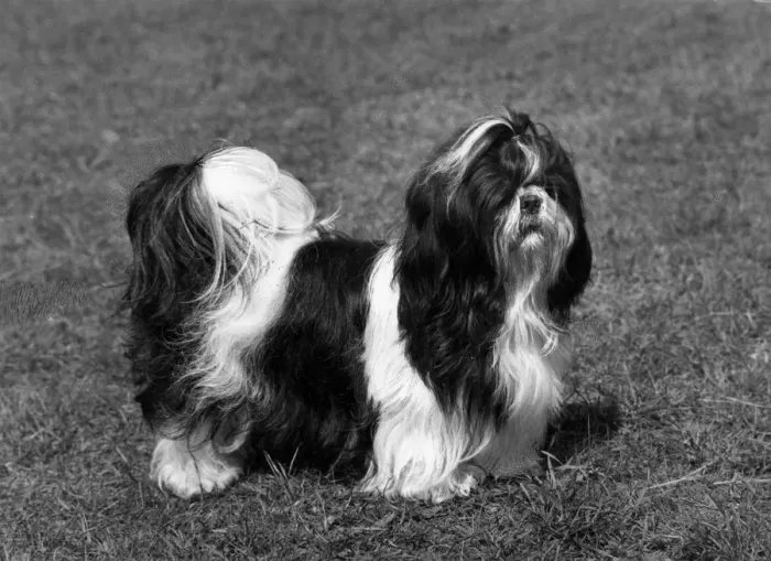 Framed Print : FALL / SHIH TZU / 1966 Framed Print : FALL / SHIH TZU / 1966