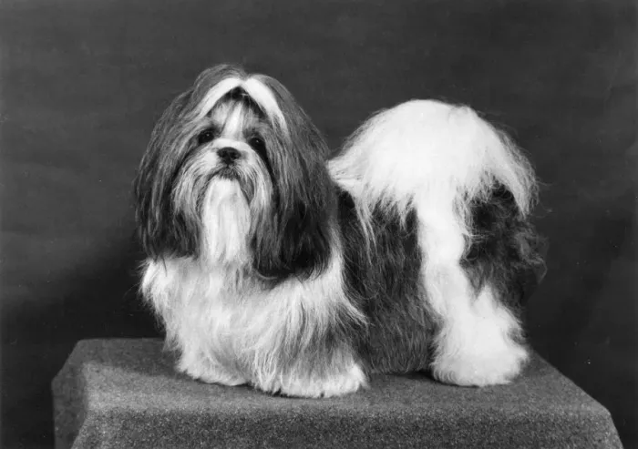Framed Print : FALL / SHIH TZU / 1974 Framed Print : FALL / SHIH TZU / 1974