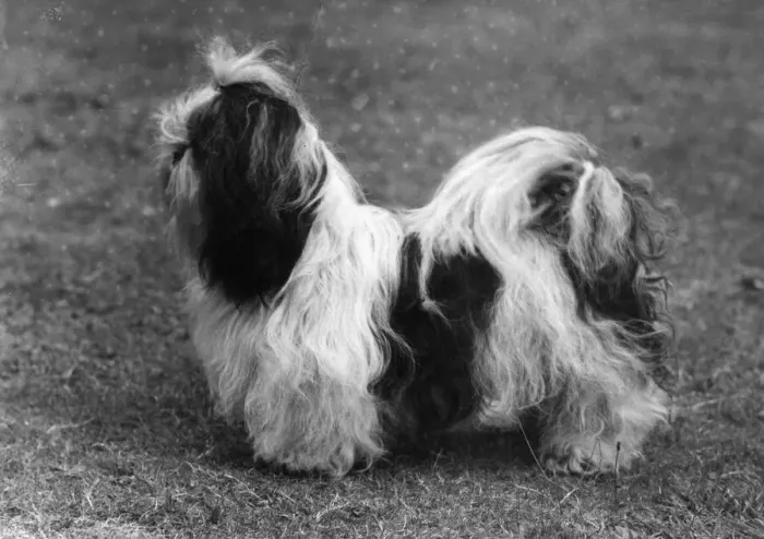 Framed Print : Fall / Shih Tzu / Champion Ta Chi of Taisan Framed Print : Fall / Shih Tzu / Champion Ta Chi of Taisan