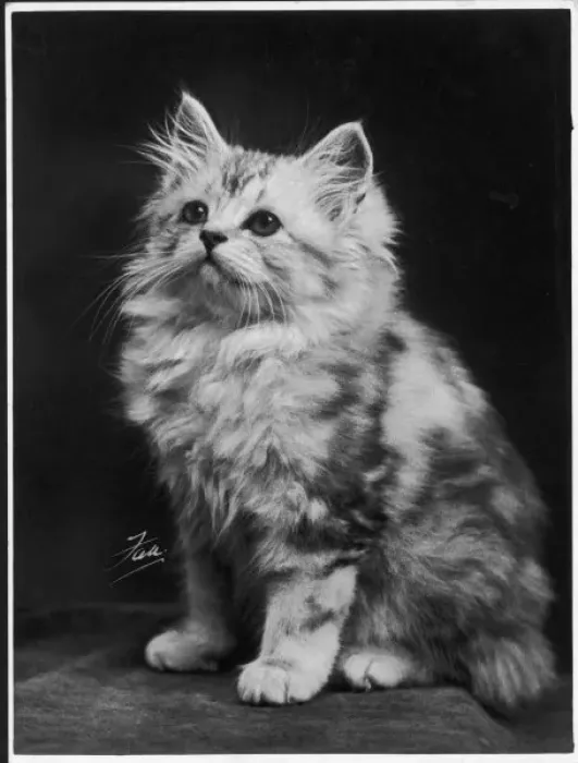 Framed Print : Fall / Silver Tabby / 1936 Framed Print : Fall / Silver Tabby / 1936