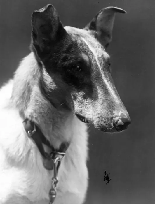 Framed Print : FALL  /  SMOOTH COLLIE  /  1934