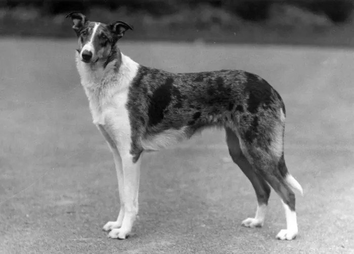 Framed Print : FALL / SMOOTH COLLIE / 1936 Framed Print : FALL / SMOOTH COLLIE / 1936