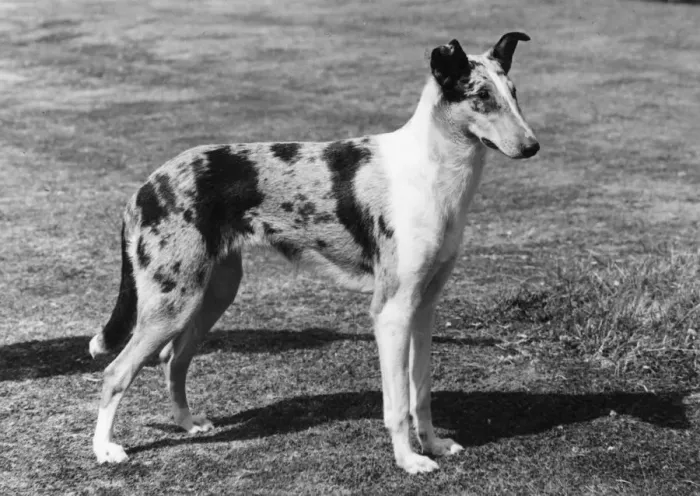 Framed Print : FALL / SMOOTH COLLIE / 1961 Framed Print : FALL / SMOOTH COLLIE / 1961