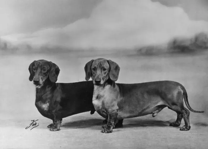Framed Print : Fall / Smooth-haired dachshunds owned by Mr J E Langdale Framed Print : Fall / Smooth-haired dachshunds owned by Mr J E Langdale