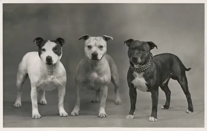 Framed Print : FALL / STAFF. BULL TERRIER Framed Print : FALL / STAFF. BULL TERRIER