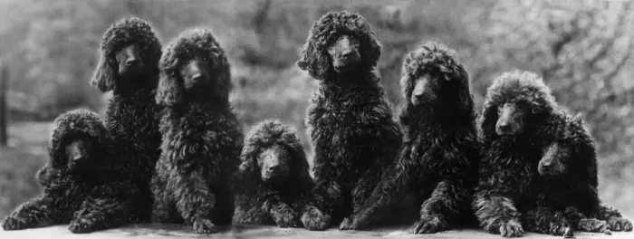 Framed Print : FALL / STANDARD POODLE / 38 Framed Print : FALL / STANDARD POODLE / 38