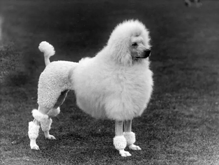Framed Print : FALL / STANDARD POODLE / 39 Framed Print : FALL / STANDARD POODLE / 39