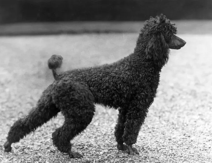 Framed Print : FALL / STANDARD POODLE / 40 Framed Print : FALL / STANDARD POODLE / 40