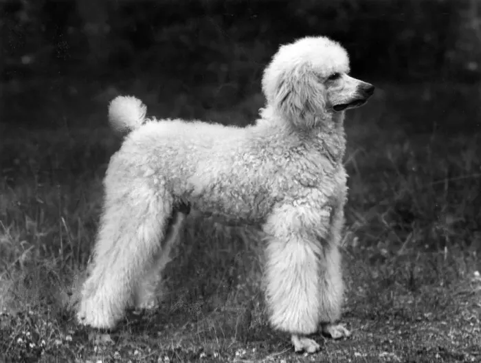 Framed Print : FALL / STANDARD POODLE / 45 Framed Print : FALL / STANDARD POODLE / 45