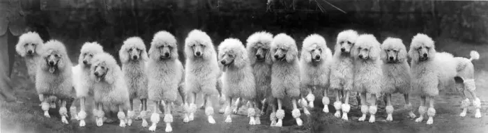 Framed Print : FALL / STANDARD POODLE / 50 Framed Print : FALL / STANDARD POODLE / 50