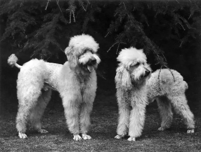 Framed Print : FALL / STANDARD POODLE / 51 Framed Print : FALL / STANDARD POODLE / 51