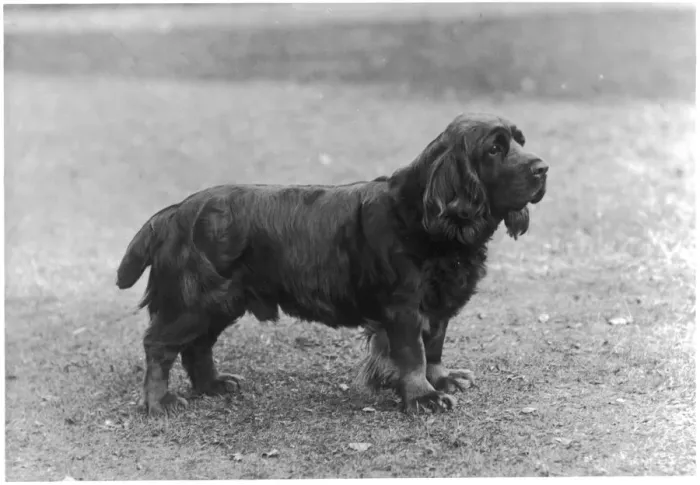 Framed Print : FALL / SUSSEX SPANIEL / 1933 Framed Print : FALL / SUSSEX SPANIEL / 1933
