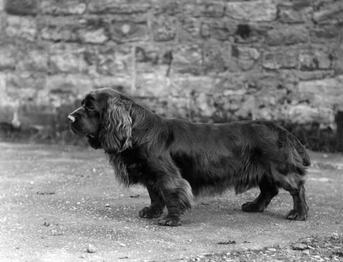 Framed Print : FALL / SUSSEX SPANIEL / 1938 Framed Print : FALL / SUSSEX SPANIEL / 1938