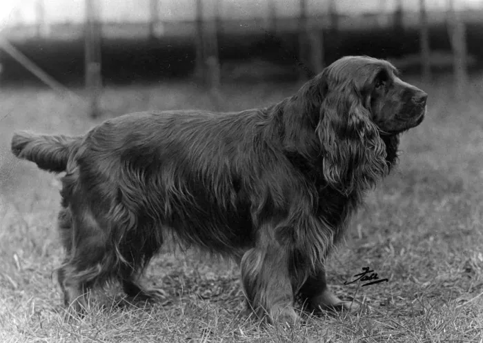 Framed Print : FALL / SUSSEX SPANIEL / 1953 Framed Print : FALL / SUSSEX SPANIEL / 1953