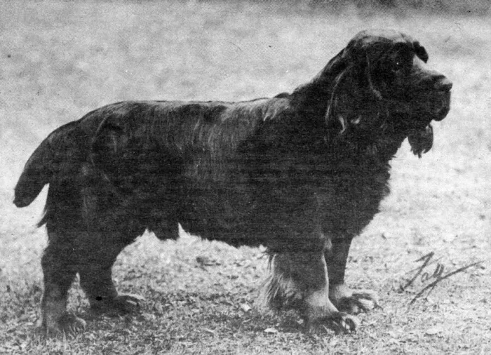 Framed Print : Fall / Sussex Spaniel Champion Okimat of Fourclovers Framed Print : Fall / Sussex Spaniel Champion Okimat of Fourclovers