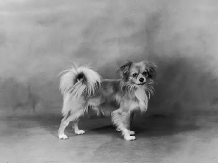 Framed Print : FALL / TIBETAN SPANIEL / 35 Framed Print : FALL / TIBETAN SPANIEL / 35