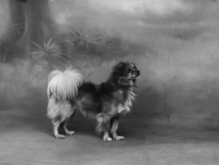 Framed Print : FALL / TIBETAN SPANIEL / 35 Framed Print : FALL / TIBETAN SPANIEL / 35