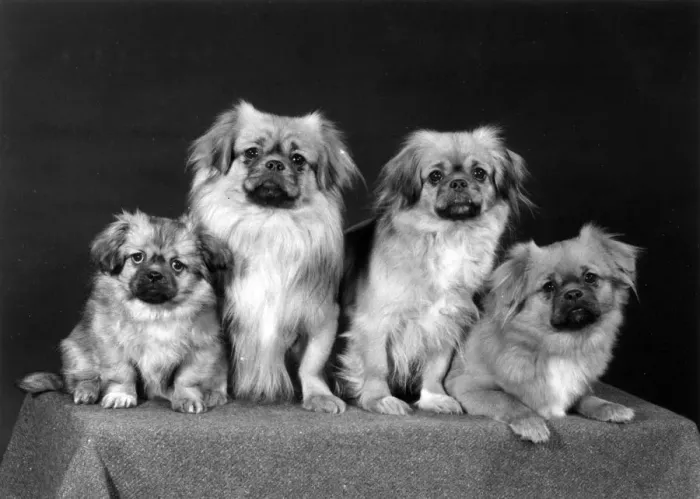 Framed Print : FALL / TIBETAN SPANIEL / 76 Framed Print : FALL / TIBETAN SPANIEL / 76