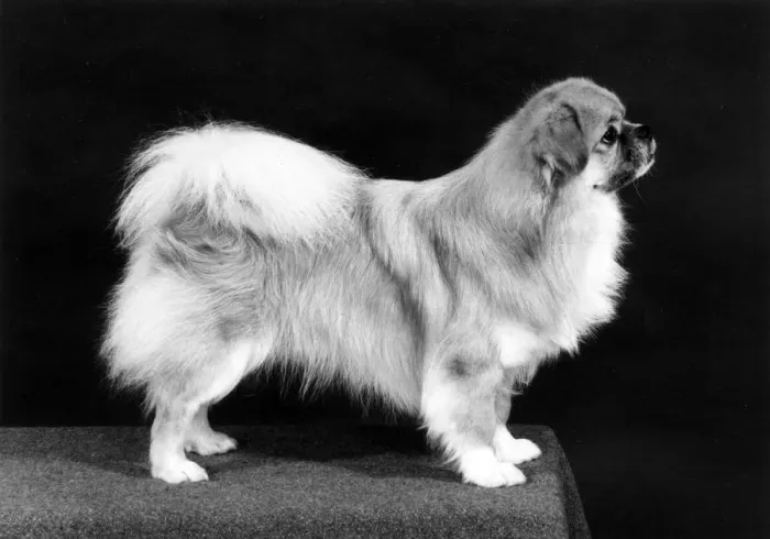 Framed Print : FALL / TIBETAN SPANIEL / 81 Framed Print : FALL / TIBETAN SPANIEL / 81